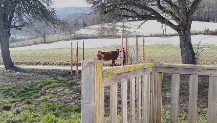 HAUTE SAVOIE Une Merveille de la génétique à Paris au Salon de l'agriculture