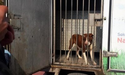 Pitbull öğrencilere saldırdı