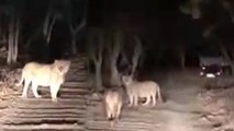 जंगल में शेर का रास्ता रोक पीछे-पीछे दौड़ाई जीप, वायरल वीडियो पर वन अधिकारियों ने साध ली चुप्पी
