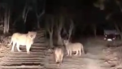 जंगल में शेर का रास्ता रोक पीछे-पीछे दौड़ाई जीप, वायरल वीडियो पर वन अधिकारियों ने साध ली चुप्पी