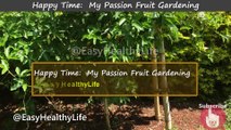 WOW! Amazing Passion fruit Happy Time My Passion Fruit Gardening