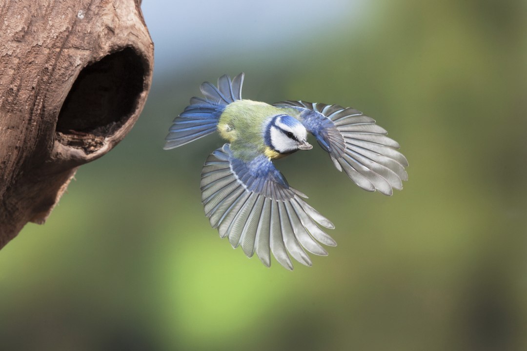 Vos Questions Jardin:  Les oiseaux ont-ils déserté les jardins auvergnats