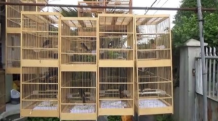 MURAI BATU Ditangkarkan Rumahan Omset Jutaan