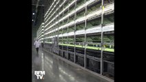 Sans terre et sans soleil, voilà comment poussent ces salades high-tech à New York