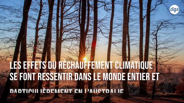 L'Australie va planter un milliard d'arbres contre le réchauffement climatique