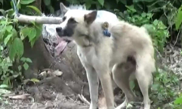 10 Warga Alami Luka Setelah Diserang Anjing Rabies