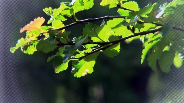 A vendre - Appartement - Bulle (1630) - 3.5 pièces - 88m²