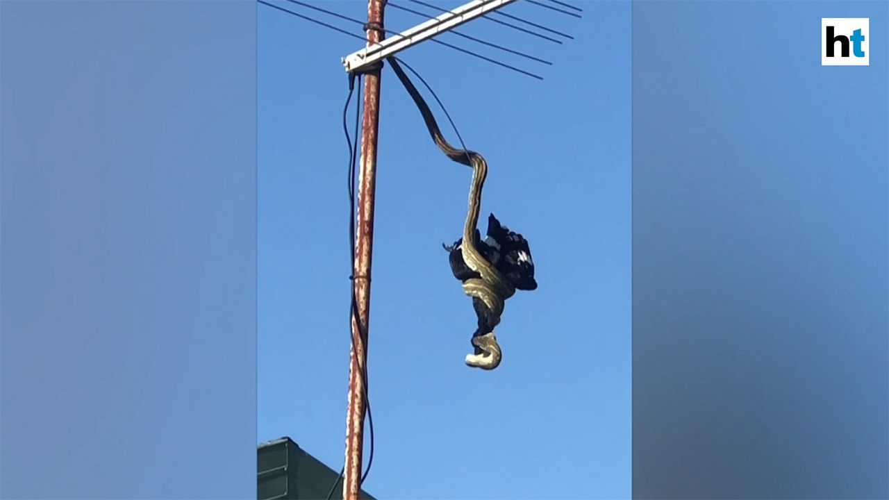 Watch: Moment a python devours bird on a rooftop in Australia