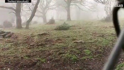 تحدي متهور بين أسد مفترس ومجموعة من الشباب في لعبة شد الحبل