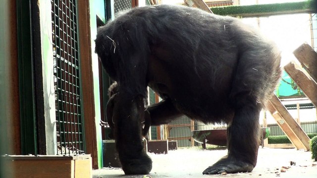 Gypsy premier bébé gorille né depuis dix ans au parc zoologique de Saint-Martin-la-Plaine (Loire)