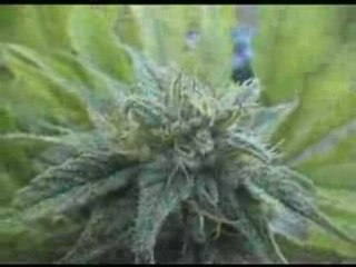 Outdoor extreme cannabis en suisse