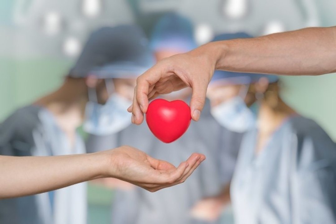 Alles wichtige über Organspende