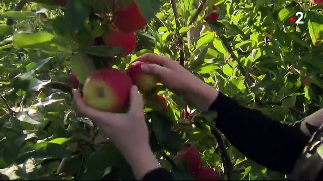 Feuilleton : le champ des agricultrices (5/5)