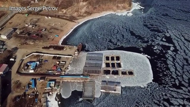 Russie: commerce trouble autour des orques et bélugas