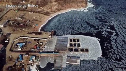 Russie: commerce trouble autour des orques et bélugas