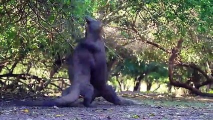 komodo ejder kavgası