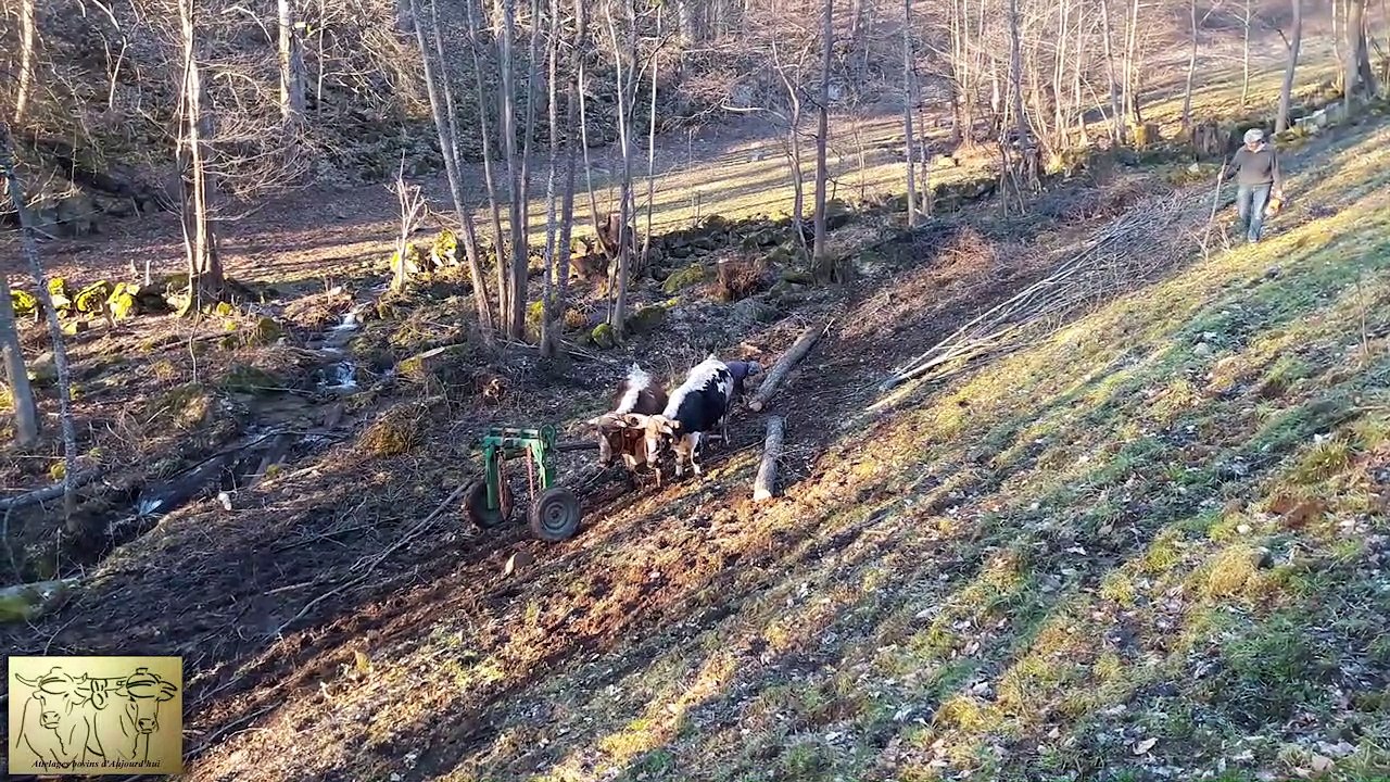 débardage et dressage de boeufs chez Philippe Kuhlmann, Soultzeren (68) en février 2019