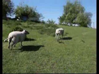 Drôle Course de brebis