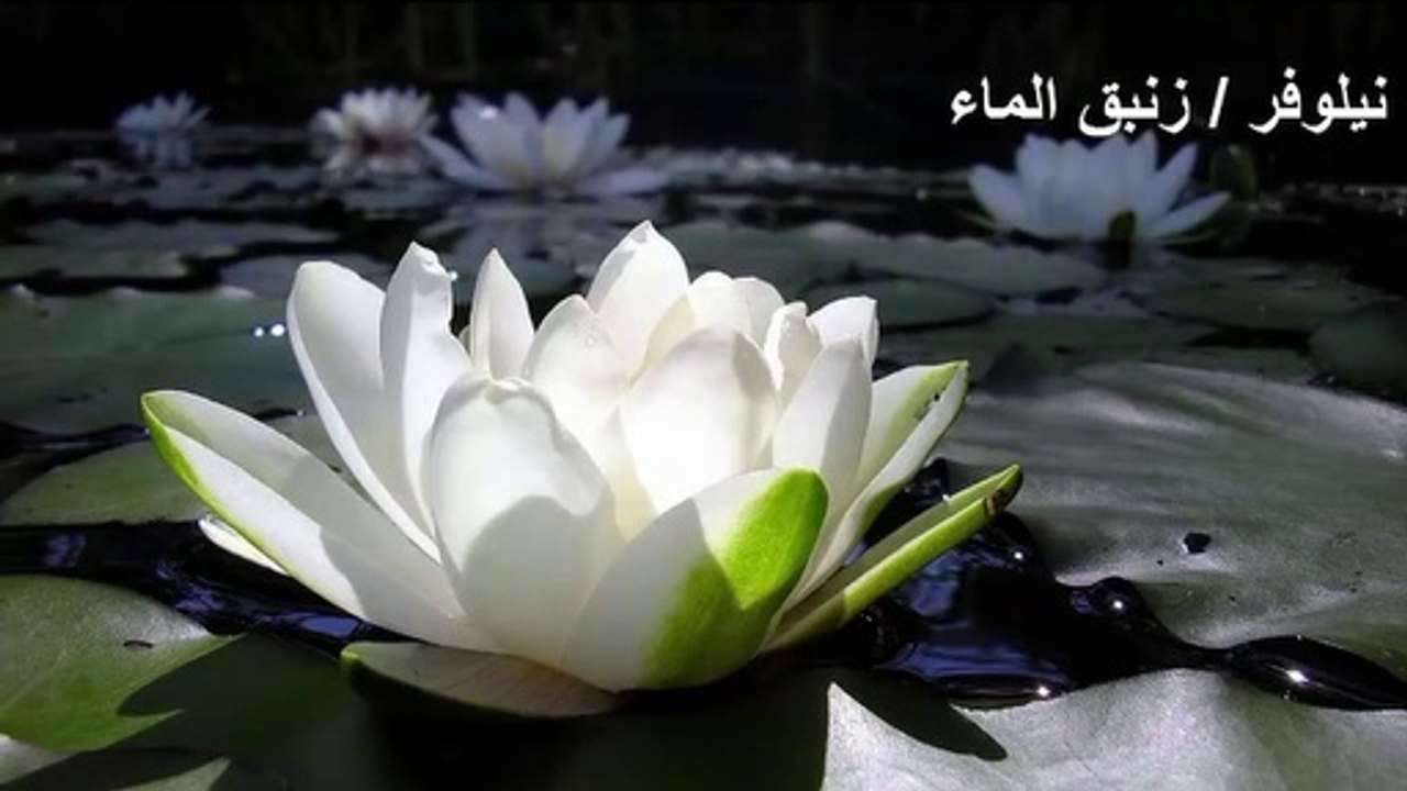 تعرف علي اسماء اجمل الزهور