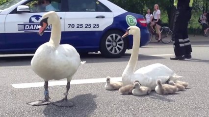 Swan Family On The  Road in Denmark - Animal Video 2019