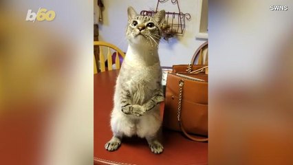 Cuddly Kitty with Rare Bone Deformity Walks Around on Two Feet Like a T-Rex