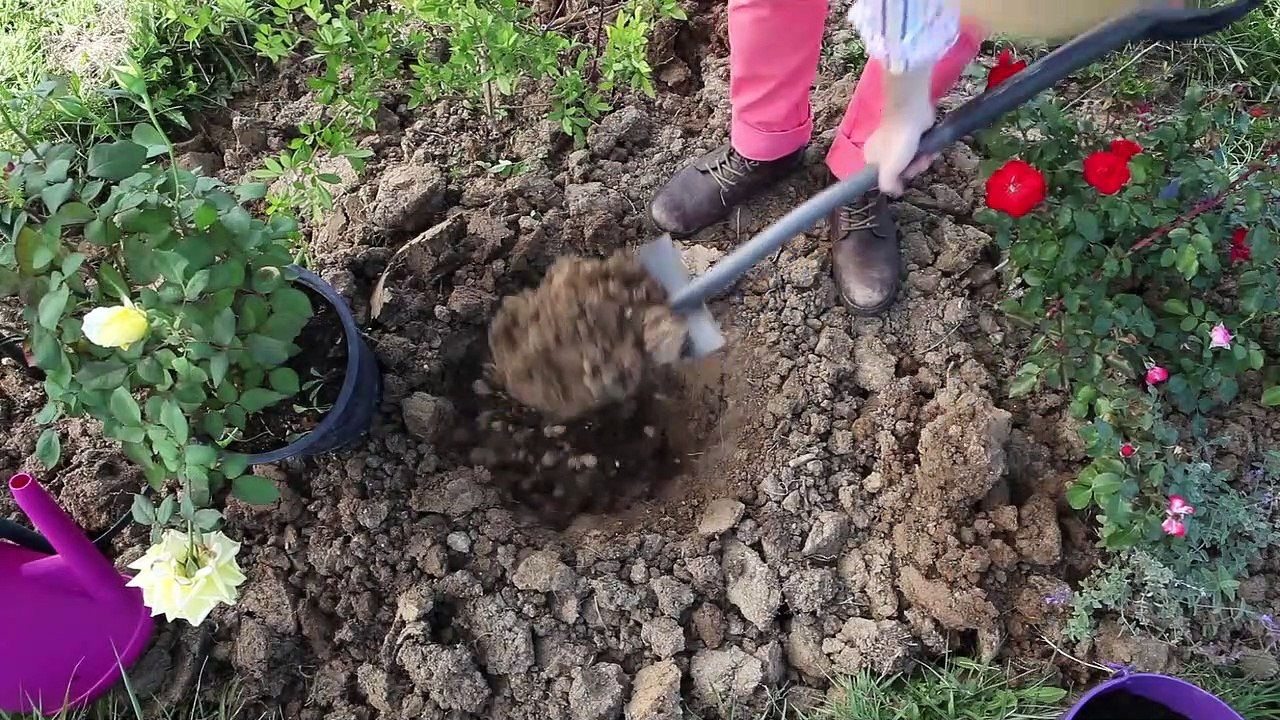 Comment s'y prendre pour planter un rosier ?