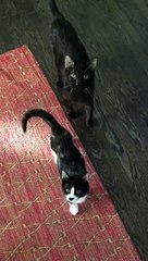 Kitten gets too excited and tips over for a treat