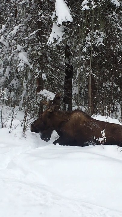 Moose Munching in Severe Snow
