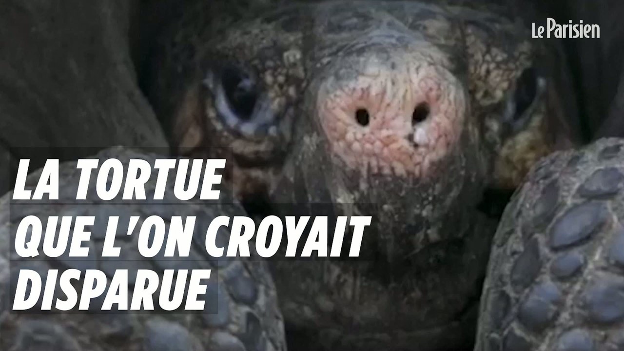 Une tortue que l'on croyait éteinte trouvée dans les Galapagos