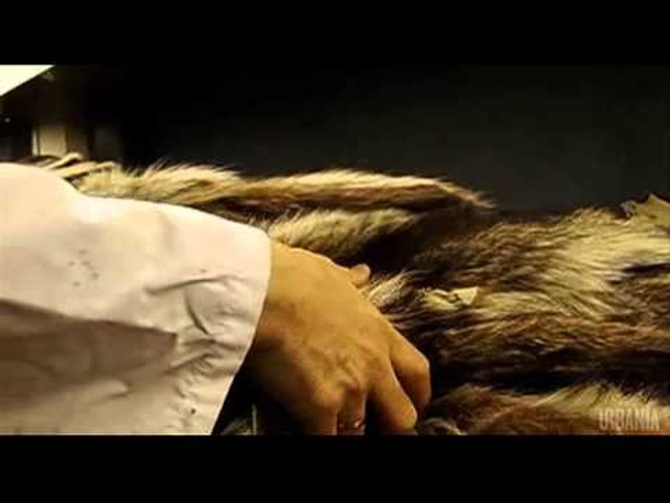 MTL12 - Quartier de la fourrure - Frères Tzanidis