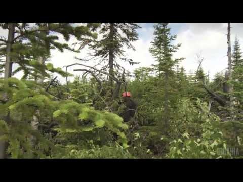 Labrecque : Au coeur de la forêt noire - QC12