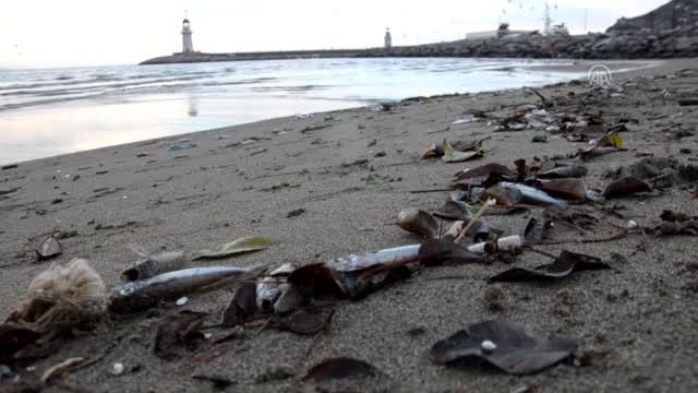 Sahile Çok Sayıda Ölü Balık Vurdu