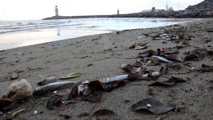 Sahile Çok Sayıda Ölü Balık Vurdu