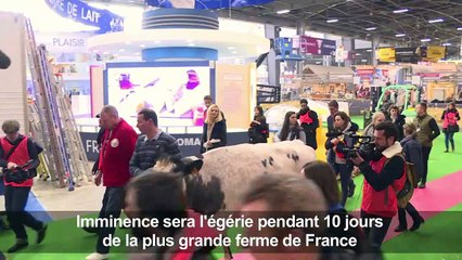 "Imminence" la vache star du Salon de l'agriculture