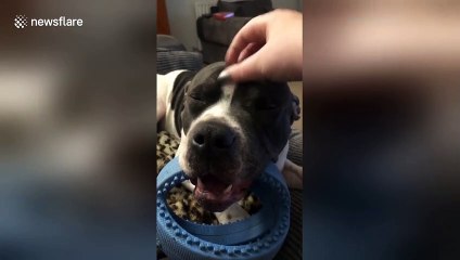 Happy Staffie stuck between wanting to sleep and wanting to play