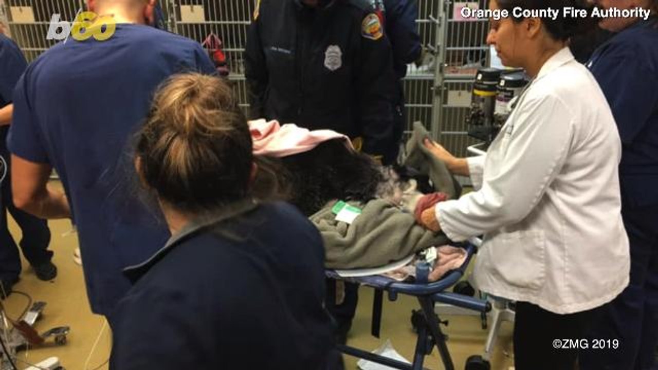 Firefighters Rescue Dog Who Got Its Head Stuck In A Tire - video ...