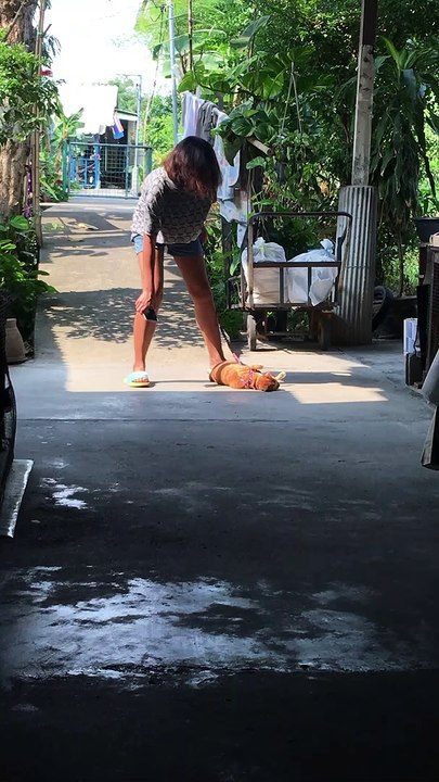 Dragging the Cat In