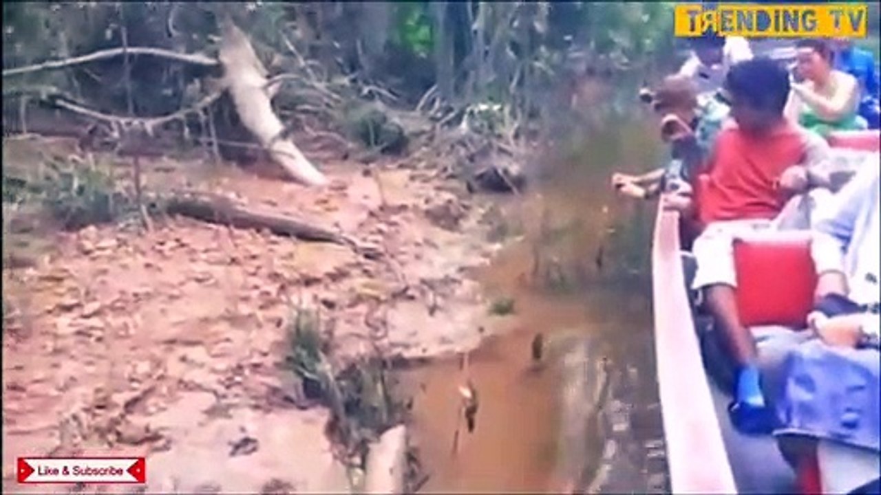 Des touristes nourrissent un anaconda sauvage.....