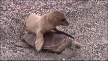 Ce bébé lion de mer grimpe sur le dos d'une tortue pour faire une petit tour