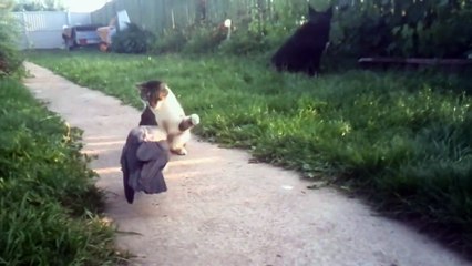 Un chat et un corbeau sont amis... peu commun