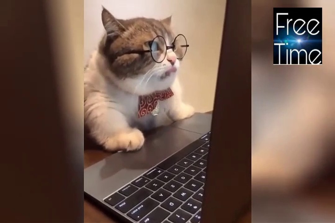 Los gatitos más graciosos del mundo