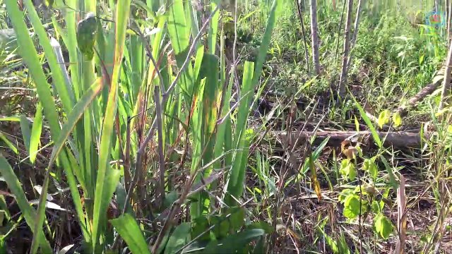 Duas mulheres são encontradas mortas em Pedras de Fogo