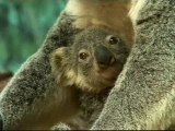 Nace el primer koala español en el Zoo de Madrid