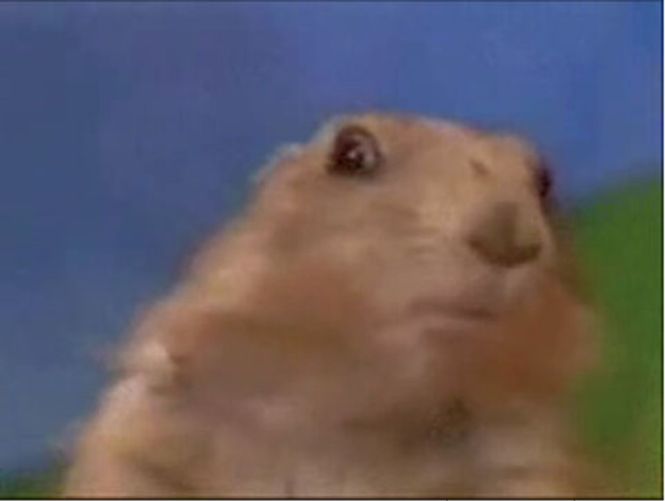 Los cinco mejores segundos de Internet