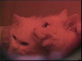 Gatos fluorescentes bajo luz ultravioleta
