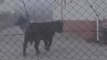 Un toro suelto siembra el pánico en las calles de Ciudad Rodrigo
