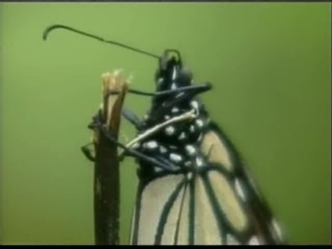 México recibe a la mariposa monarca