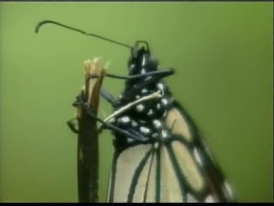 México recibe a la mariposa monarca