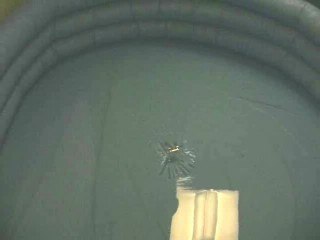 Robot Insecto Zapatero