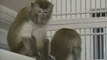 Un equipo de investigadores logra clonar monos de diez años